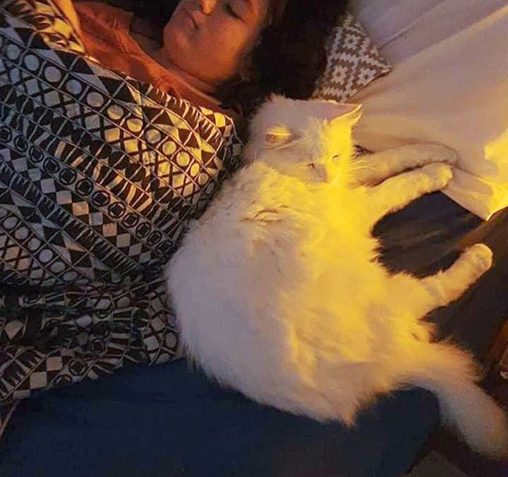 fluffy snuggly cat